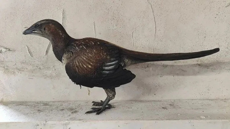 Model of Archaeopteryx