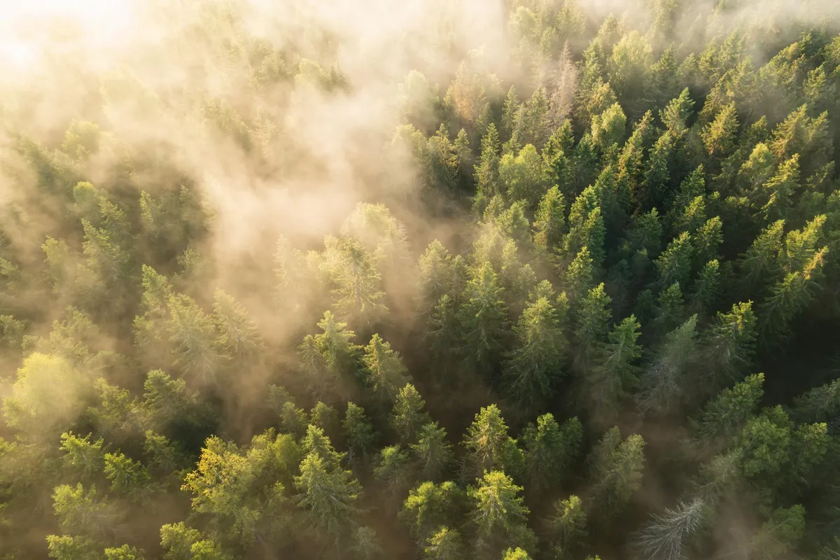 Scientists Warn: Forests Are Losing Their Most Important Trees