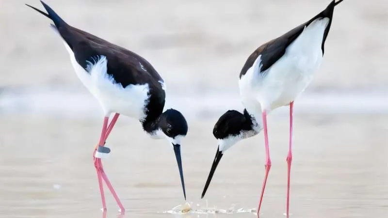 Ae'o (Hawaiian stilt) reclassified from endangered to threatened