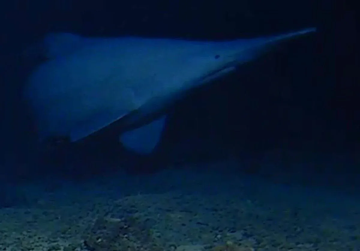 Rare Goblin Shark Spotted Alive in Its Natural Habitat for the First Time