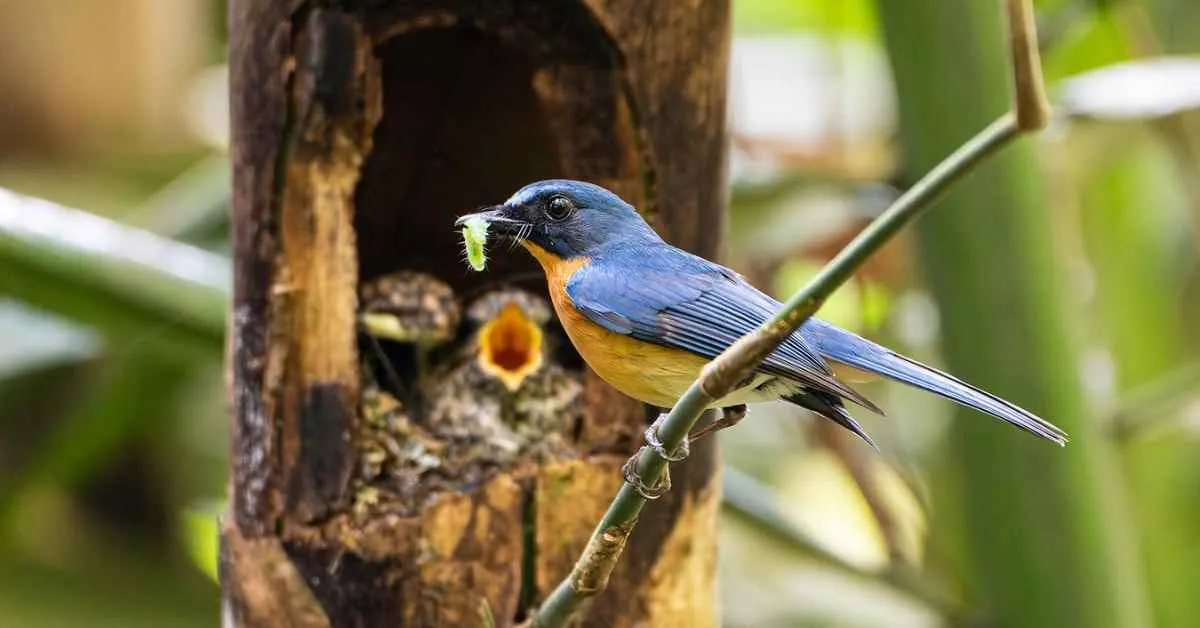 Former bird hunters work to rebuild a songbird haven: 'We hope it's not too late'