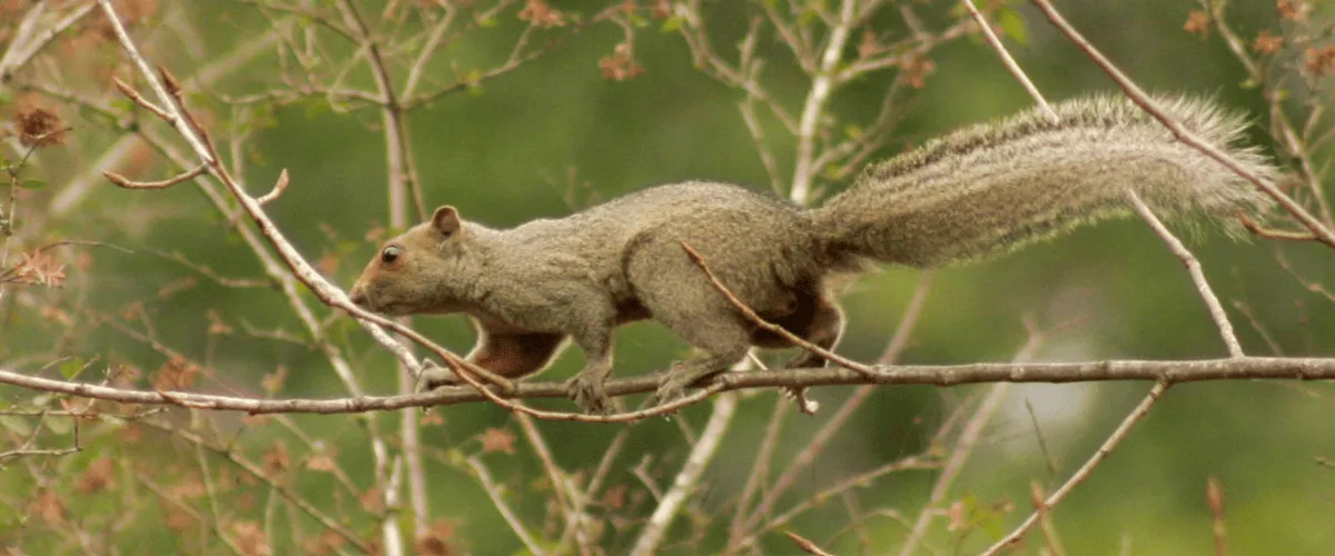 Argentina's new mammal list reveals hidden threats, adds 22 new species