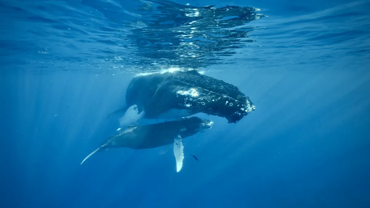 Over 500 Humpback Whales Just Threw a Massive Caribbean Party