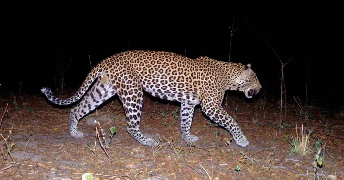 Endangered West African leopards show signs of recovery: 'A rare piece of good news'