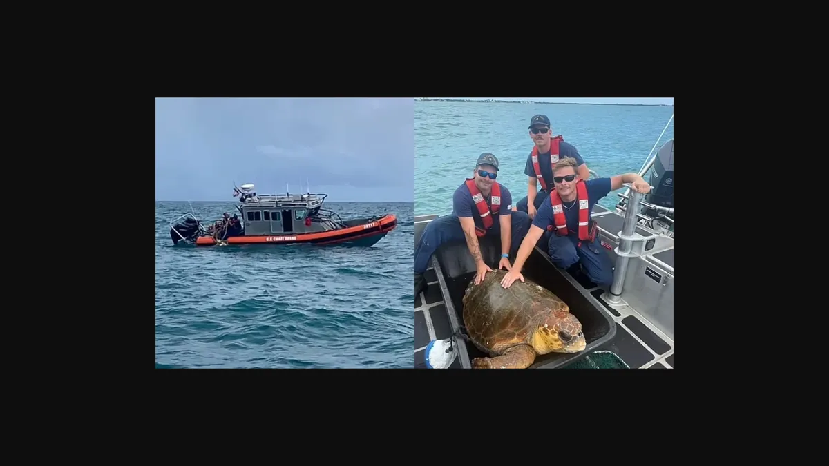 Screenshot via @turtlehospital/TikTok