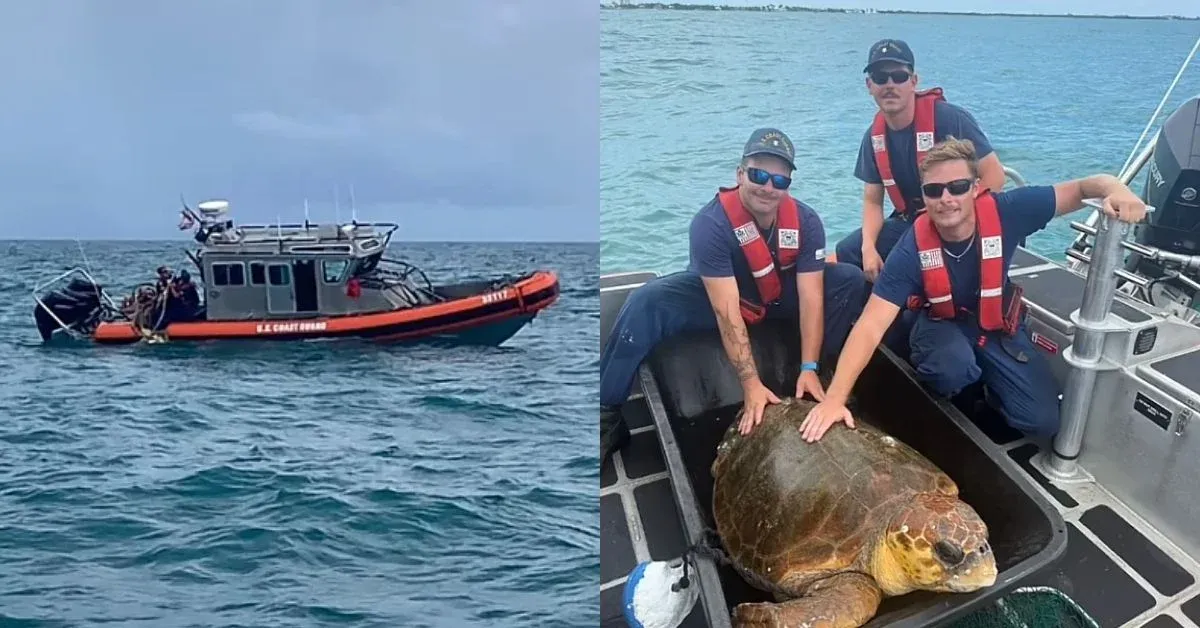 This 220-pound sea turtle was tangled in a fishing line. The Coast Guard saved her — and the 100 eggs she was carrying