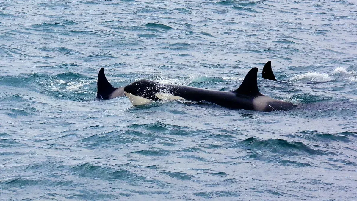 Orcas Crash a Triathlon Swim Course. No One Was Mad About It.