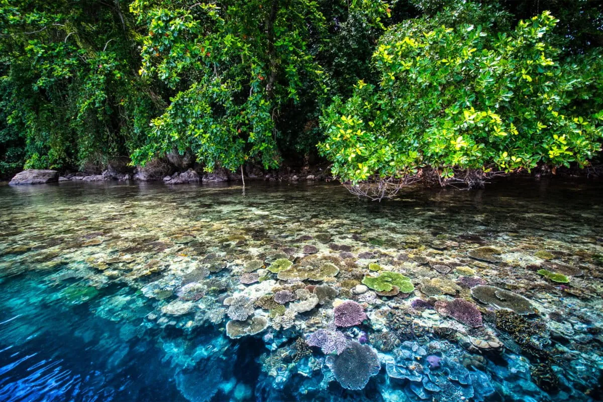 Can globally essential mangroves bounce back from deforestation? New study gives hope