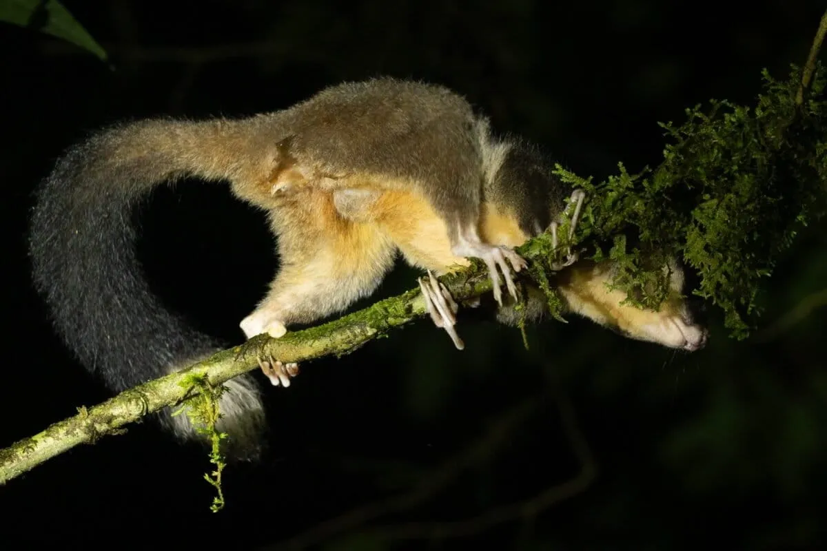 ‘Rediscovered’ species in Papua spotlight importance of Indigenous knowledge