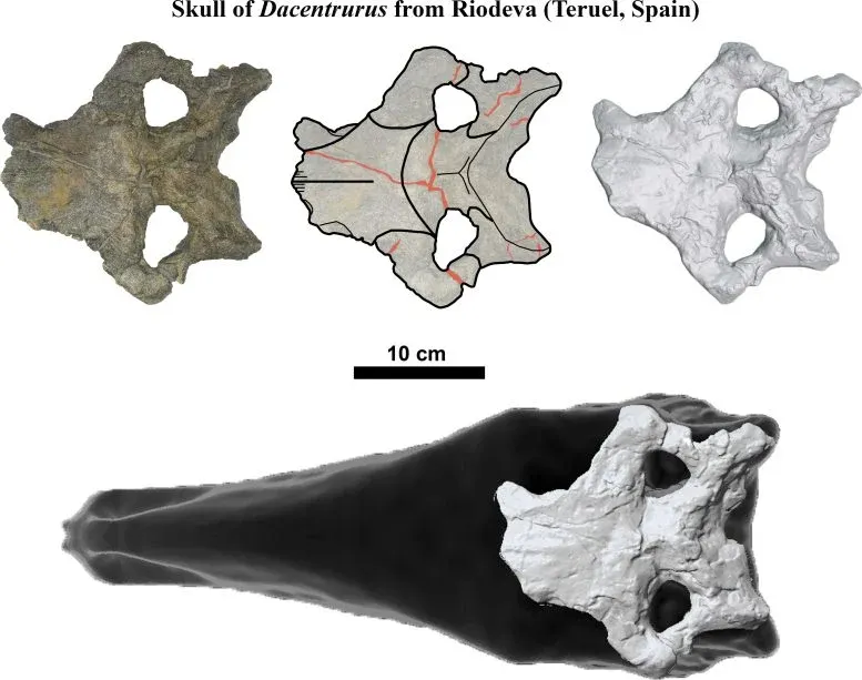 Set of images of the most complete stegosaurian skull found in Europe, belonging to Dacentrurus armatus and recovered from Riodeva (Teruel, Spain).