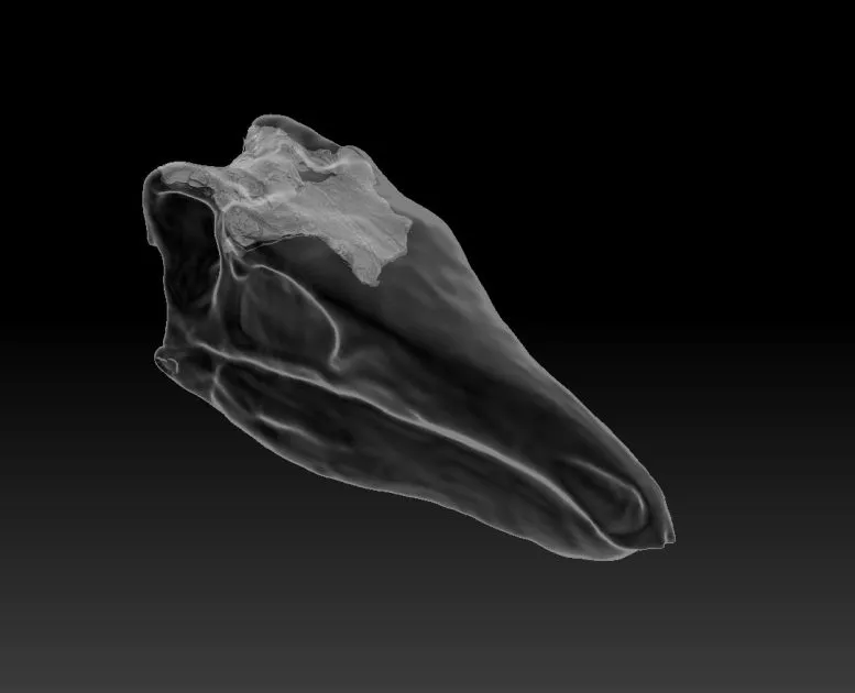 Cranial reconstruction of a stegosaur, showing the studied fossil in its anatomical position.