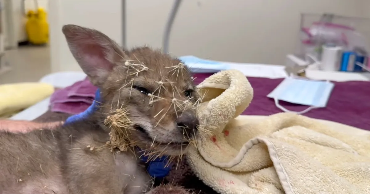 A coyote pup wandered into a cactus and was barbed by hundreds of spikes. Rescuers saved his life