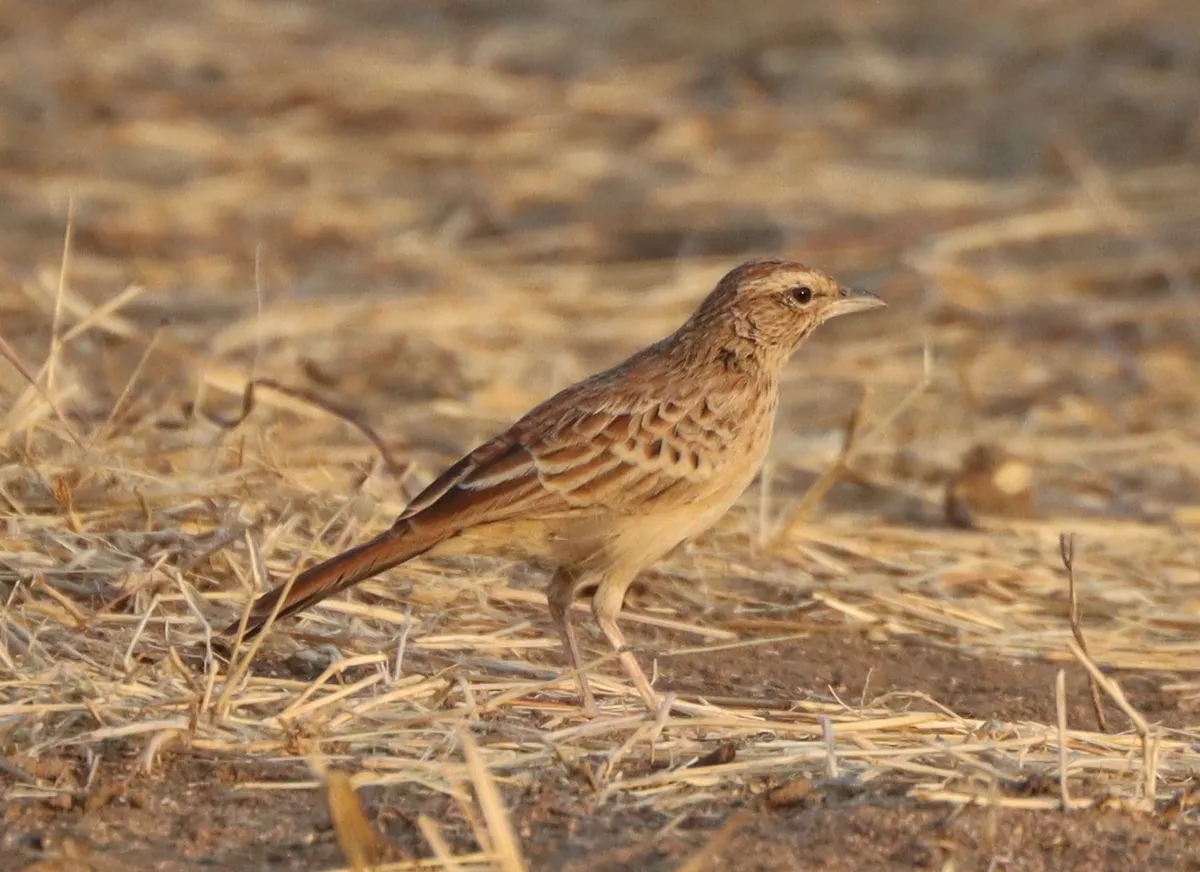 Birders in Chad Just Found a Bird Lost to Science for 100 Years