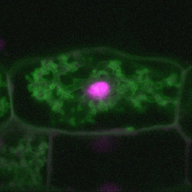Diagram showing CKL2 protein interaction with 14-3-3 protein