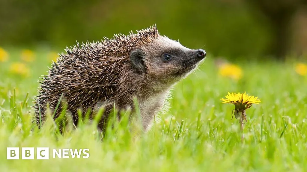 Hedgehogs hear sounds humans can't—and it could save their lives