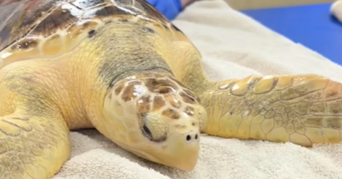 Scientists were delighted by the appearance of a rare rescued sea turtle. Then they ran a DNA test
