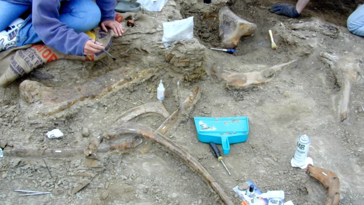 A T. rex bit a duck-billed dino and we can still see the teeth marks