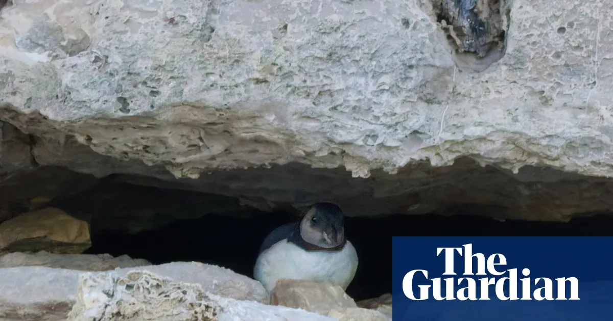 After 30 Years, a Single Baby Puffin Just Gave an Entire Coastline Hope