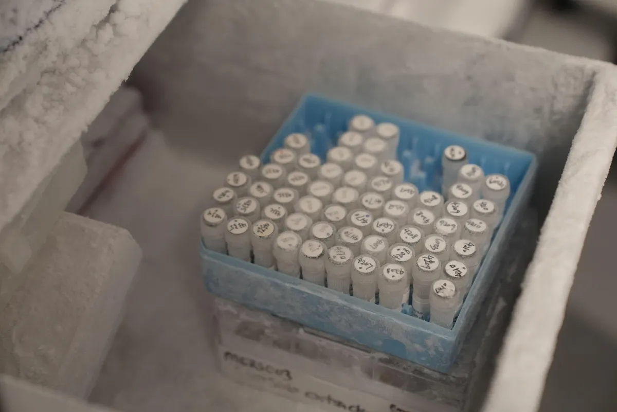 The image shows a frosted storage container, part of a laboratory freezer, with a blue rack holding dozens of small sample tubes. The tubes are arranged in neat rows and columns, and each cap has handwritten labels or identification numbers on it. A layer of frost covers the rack, tubes, and interior surfaces, indicating that the samples are being stored at very low temperatures.
The foreground is in sharp focus around the sample rack, while the surrounding freezer compartment and other contents are softly blurred.
