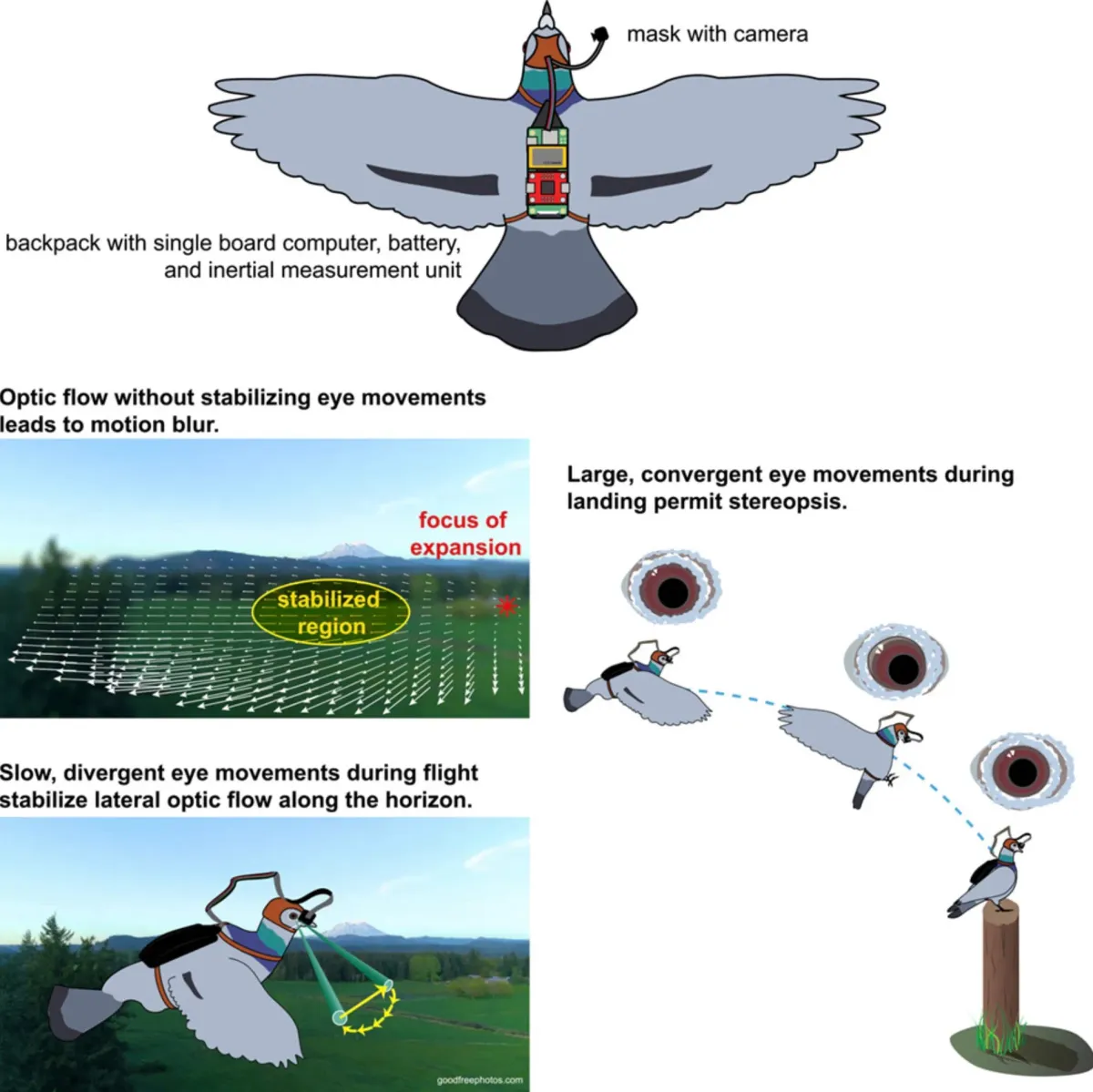 Article illustration