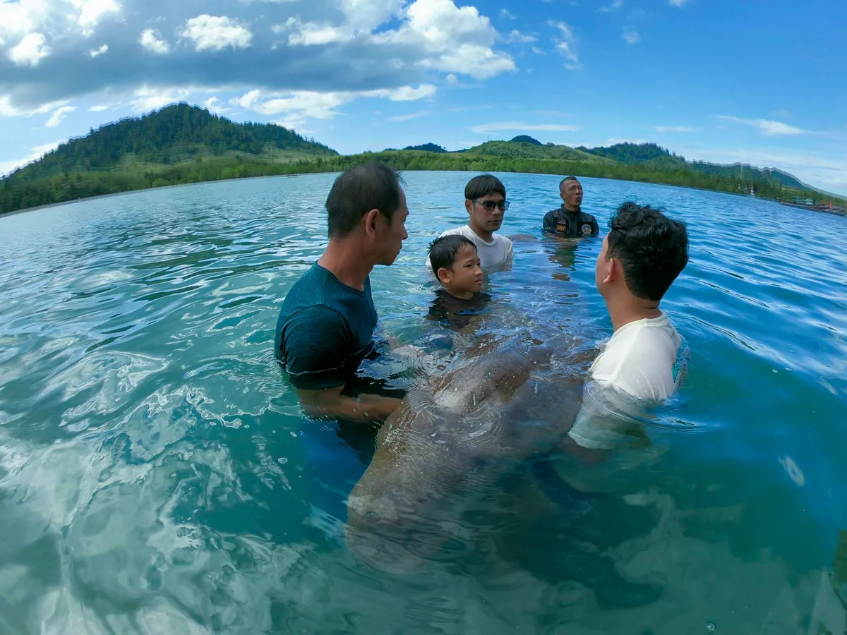 A Dugong's Tragic Story Sparked a Thai Island's Sea Change