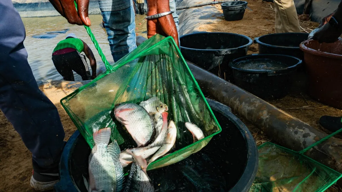 Could fish be a secret ingredient for rice farmers to avoid disease and make more money?