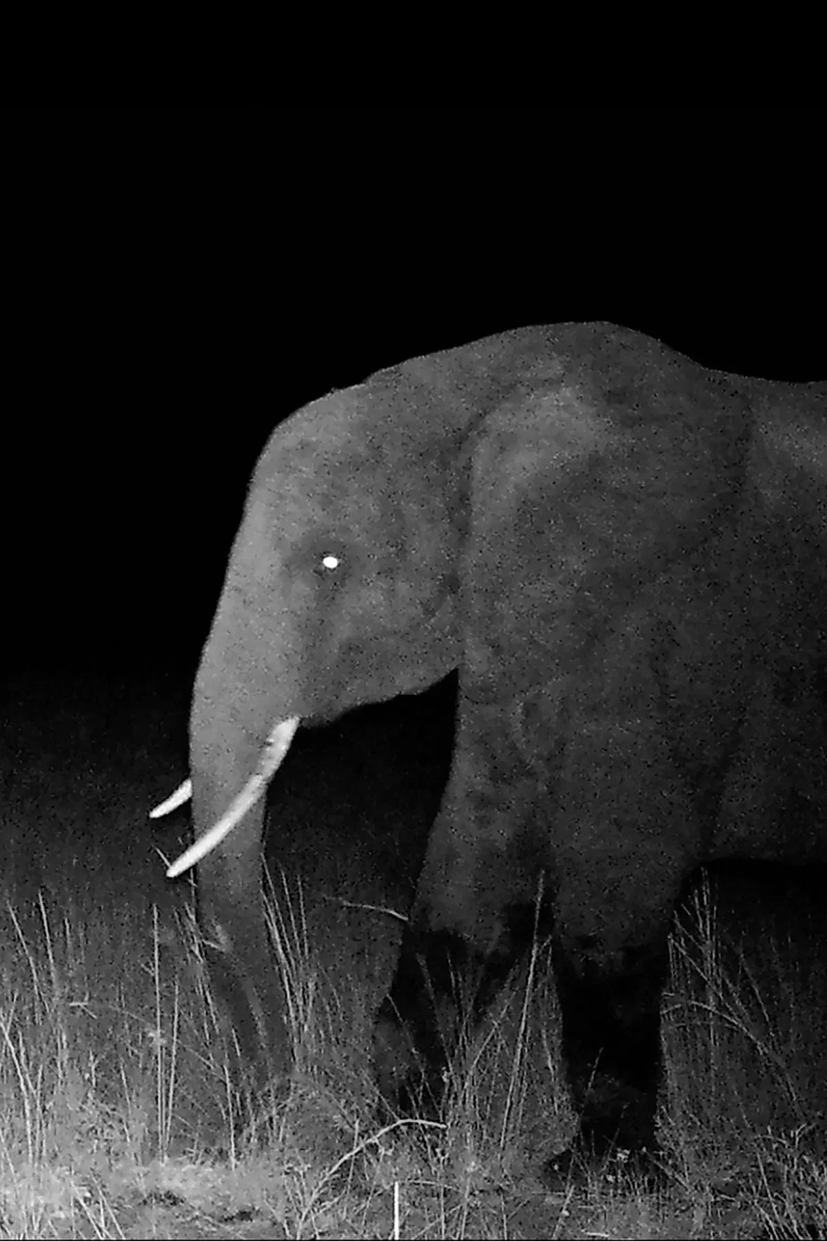 Scientists Unravel the Mystery of Angola’s Giant “Ghost Elephants”