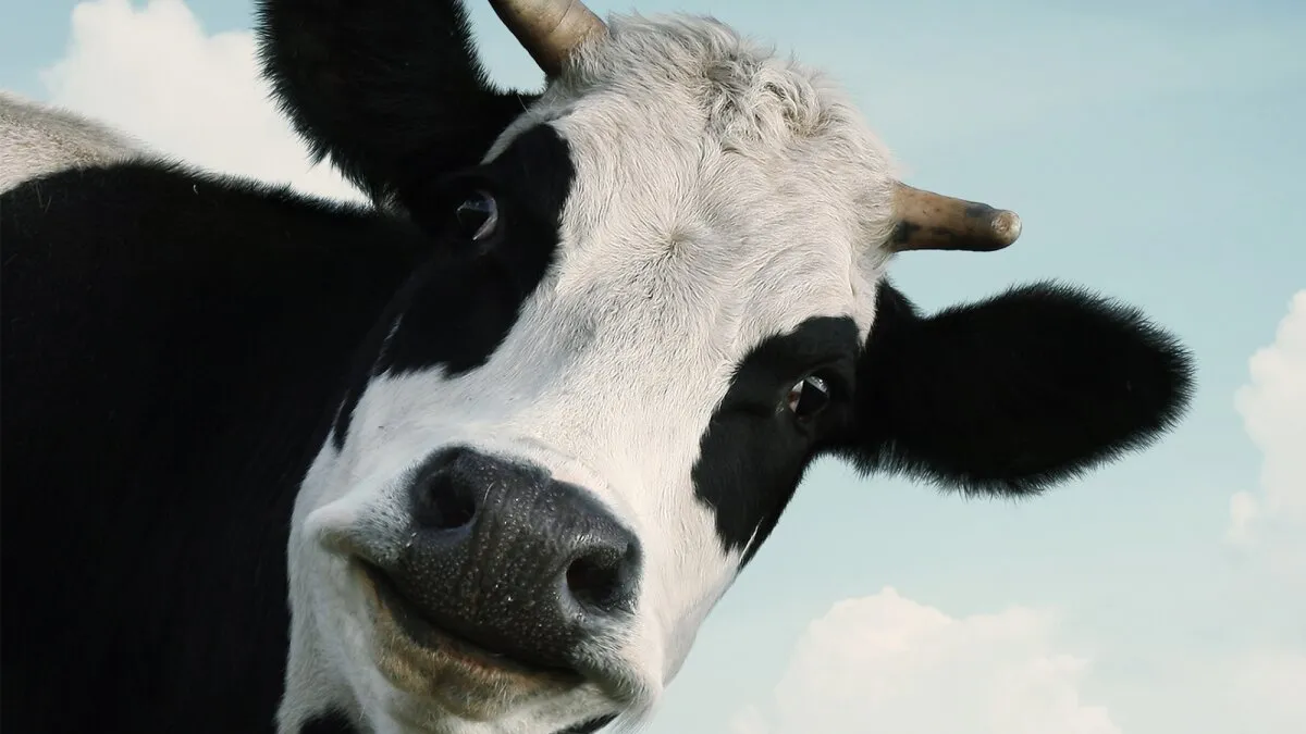 Cows can tell by your face whether you're friend or foe