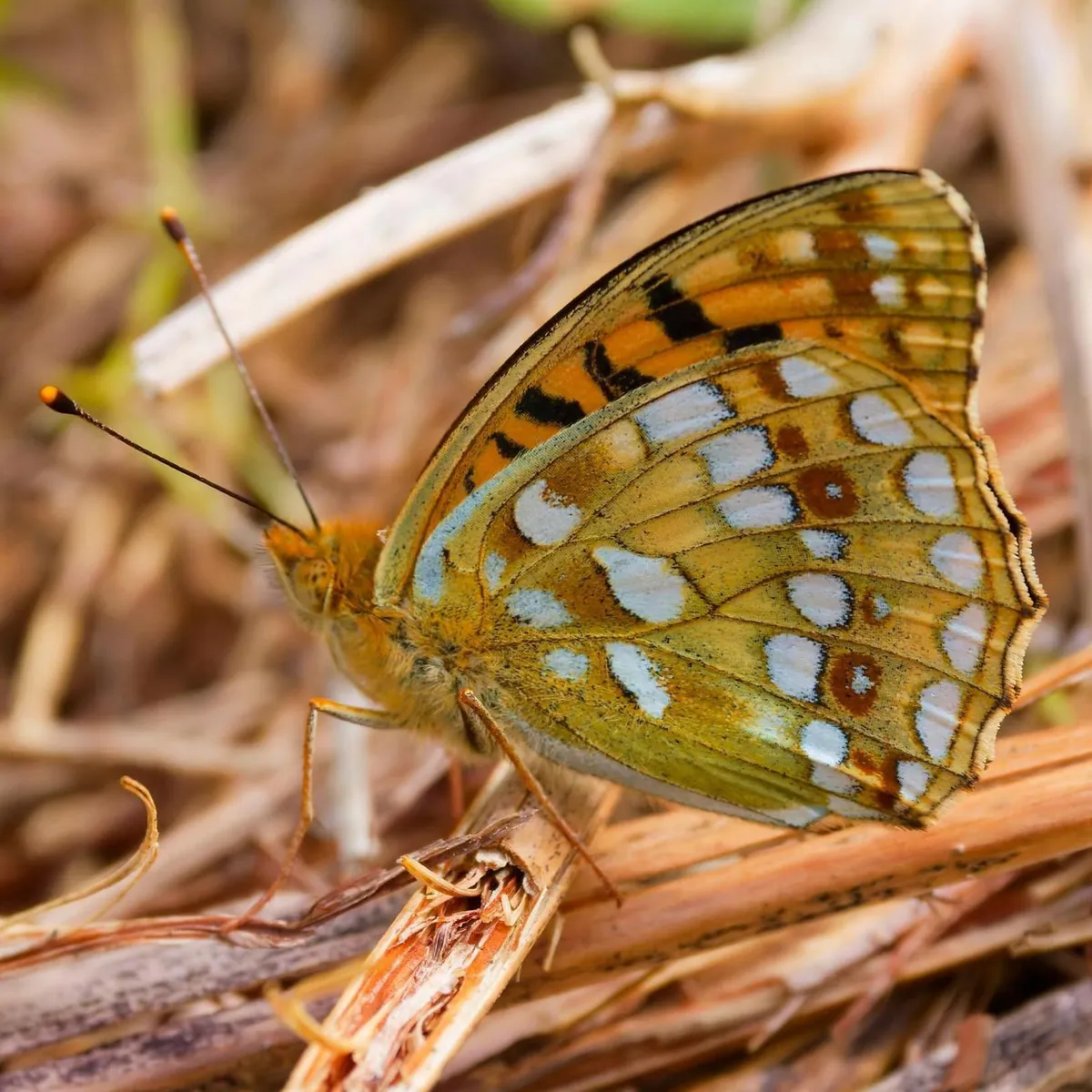 The white spots of the underside of the wing of a High Brown Fritillary butterfly are visible when it stands upright on a light brown twig.
