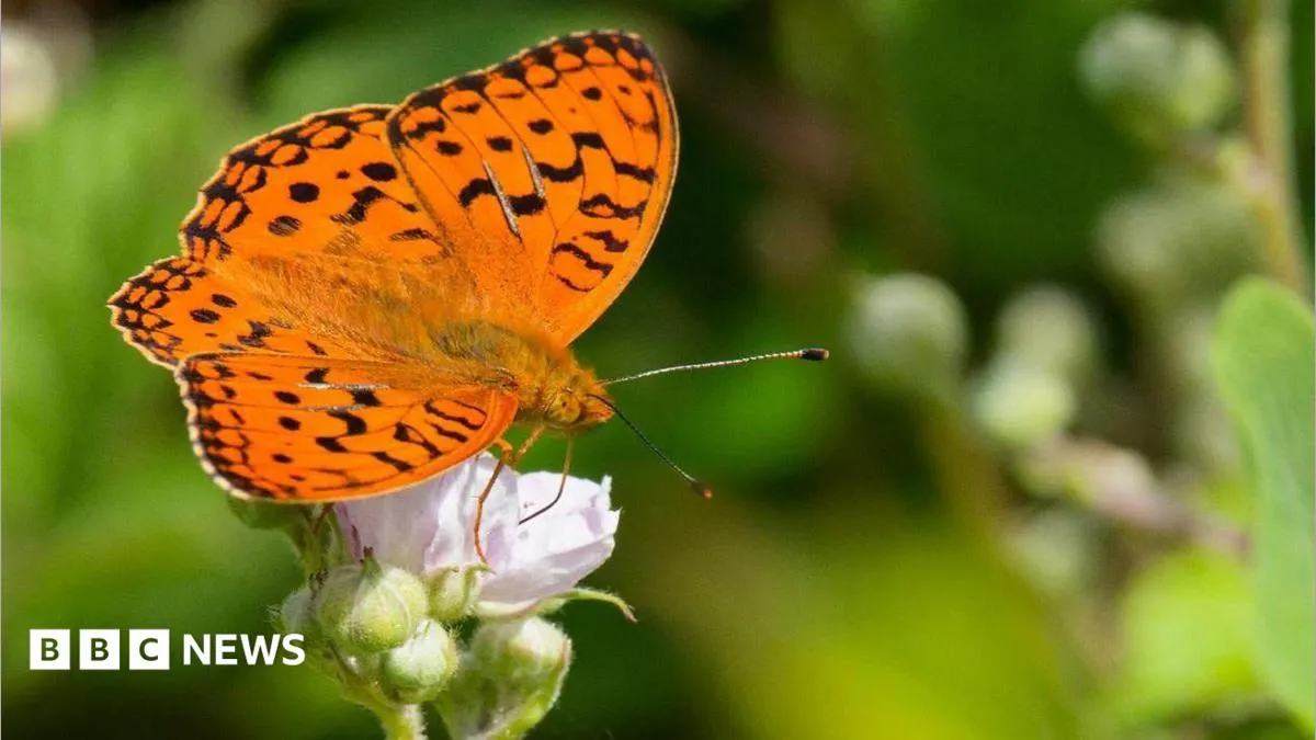 Butterflies' Bridgend habitat protected by volunteers - and cows