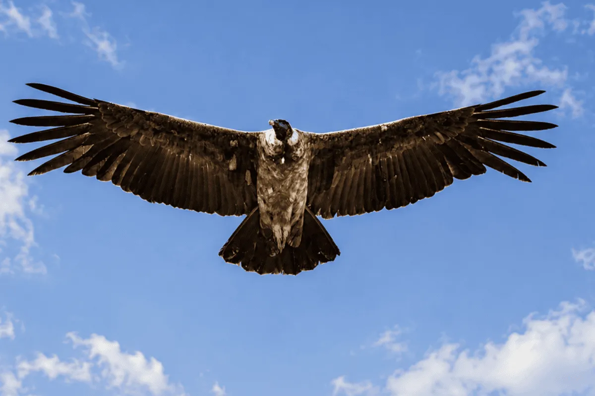 Shepherds Once Hunted Condors. Now They're Their Biggest Fans.