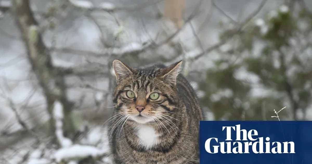 Scottish wildcats return to Highlands after near extinction