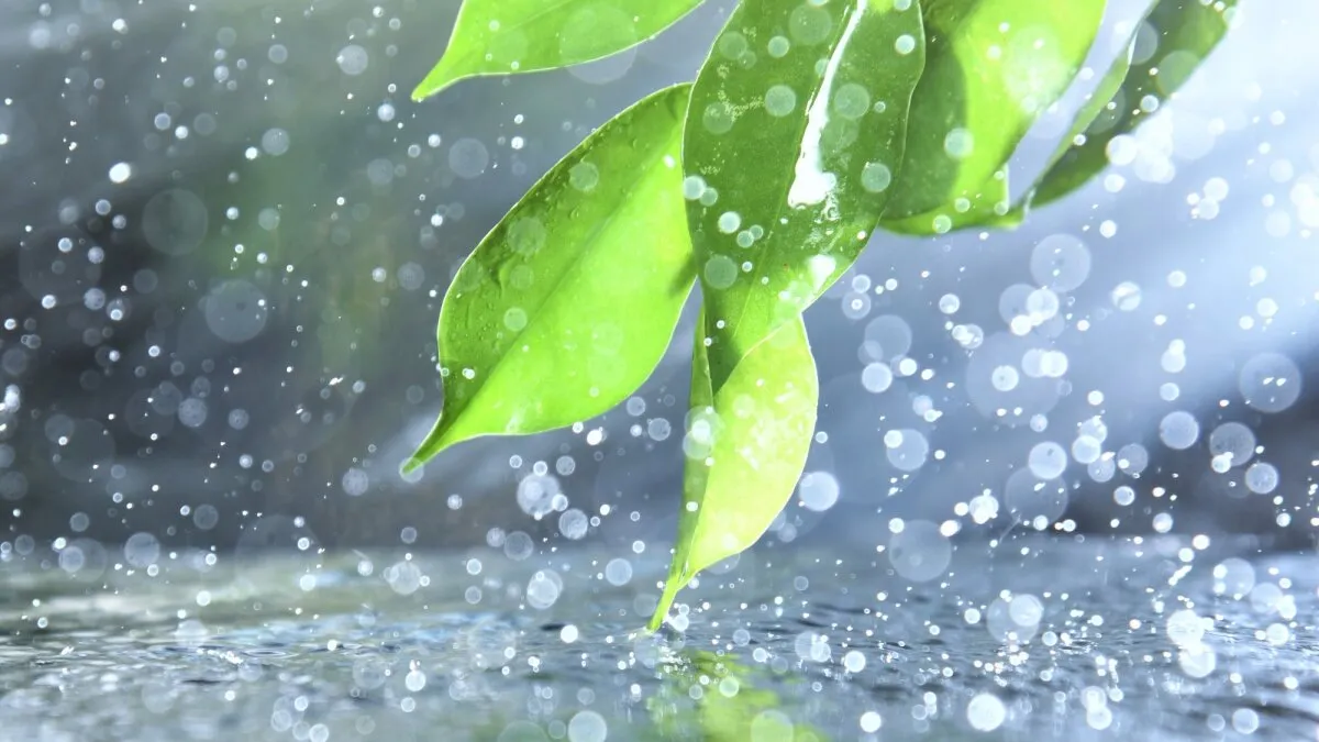 Turns Out, Plants Might Literally Hear the Rain Coming