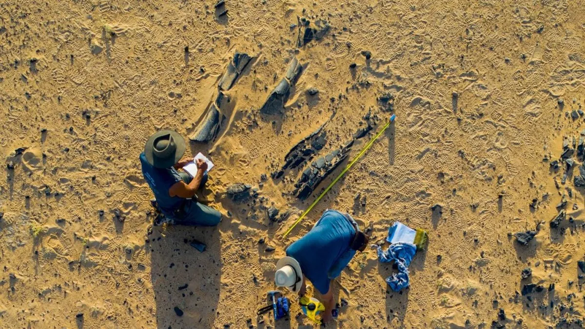 Scientists discover dinosaur that fished like a heron, 95 million years ago