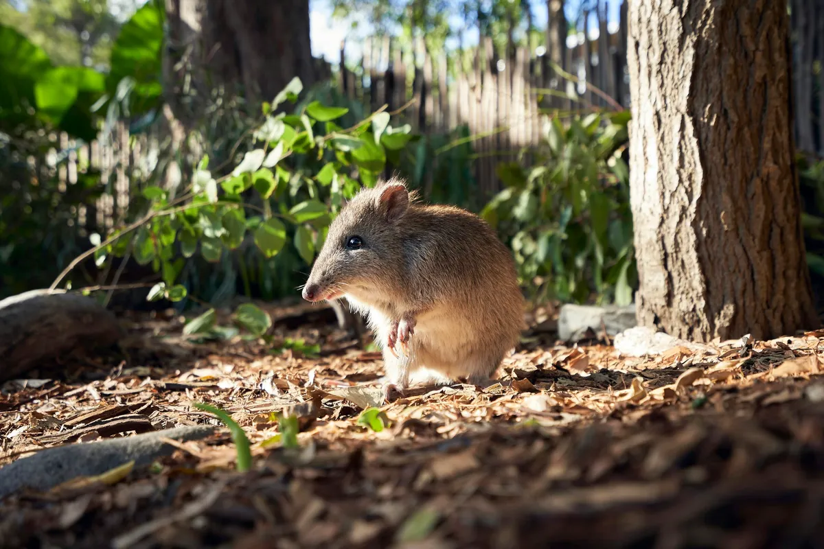 Native Australian mammals flourish once feral cats disappear
