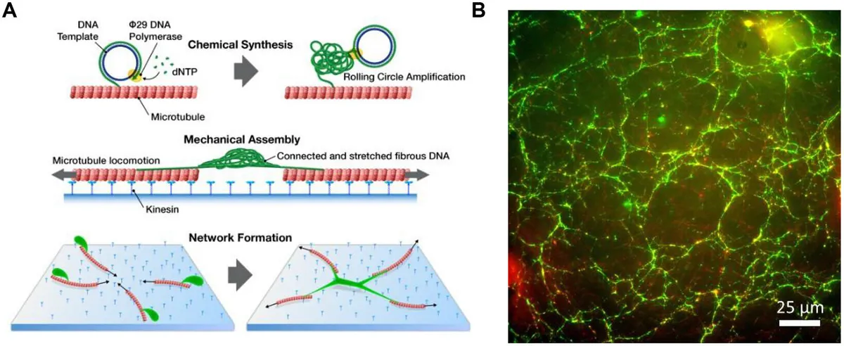 The dynamic duo: 'Weaving' hierarchical DNA materials with two classes of biomolecular nanomachines