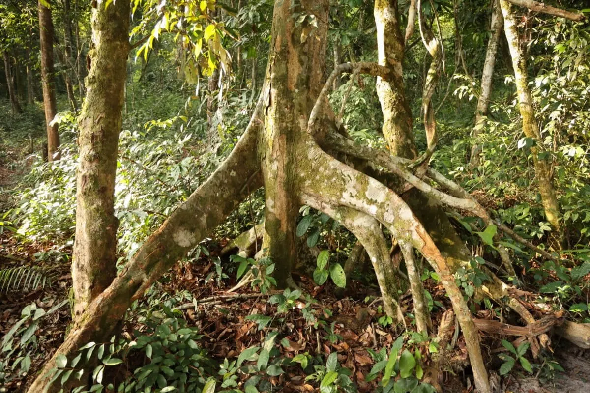 Article illustration