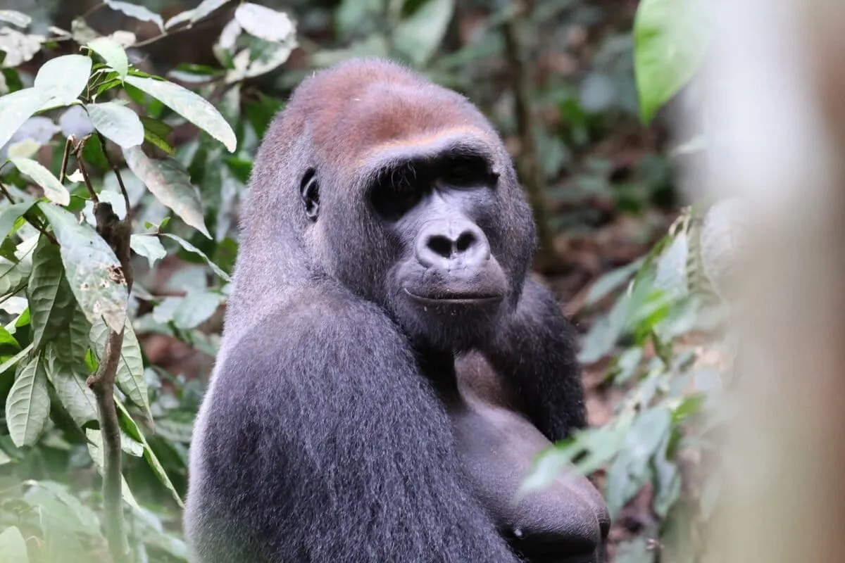 Article illustration