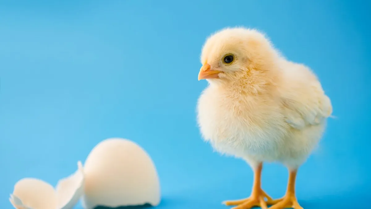 Baby chicks recognize the same sound-shape patterns humans do