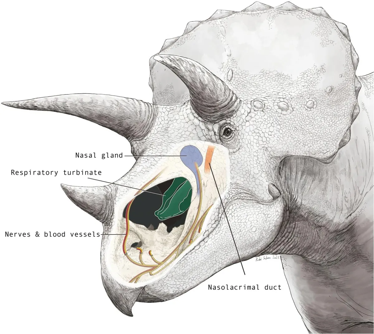 Triceratops' giant nose was likely a built-in cooling system