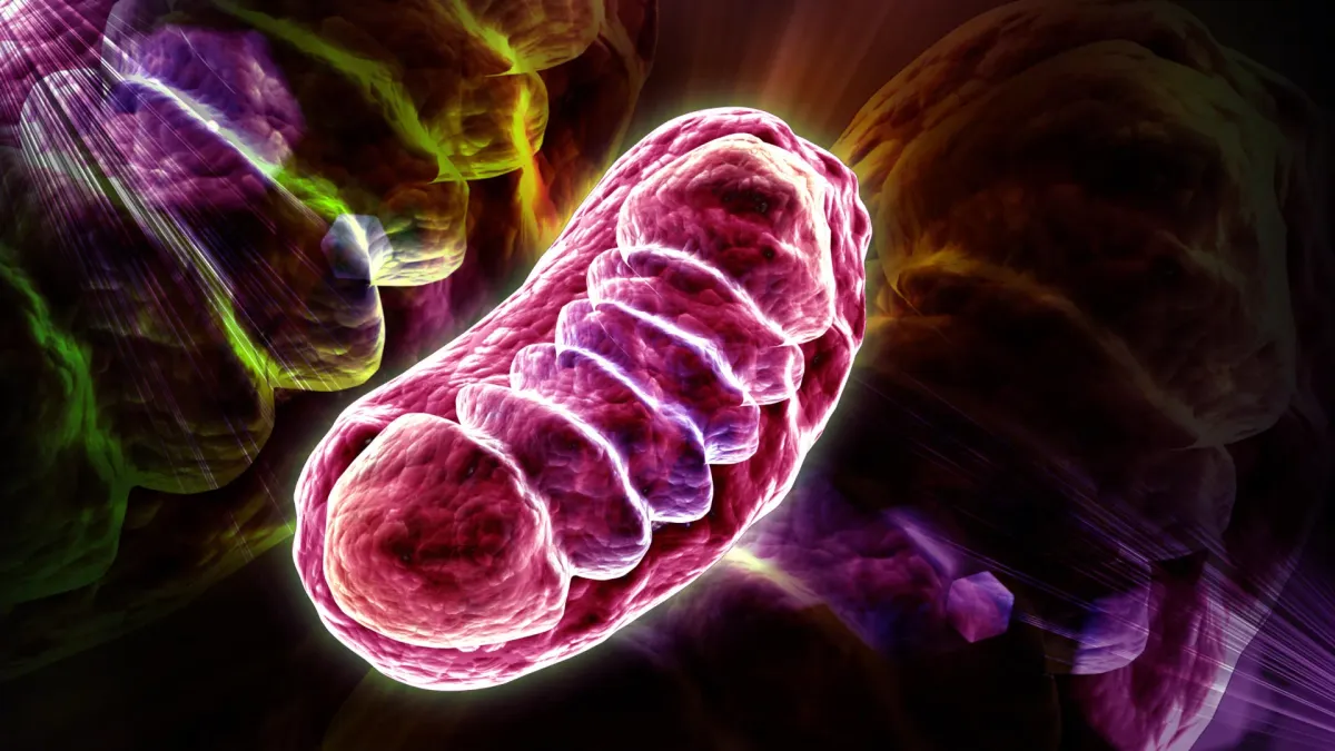 A Common Nutrient Just Might Reverse Cellular Aging