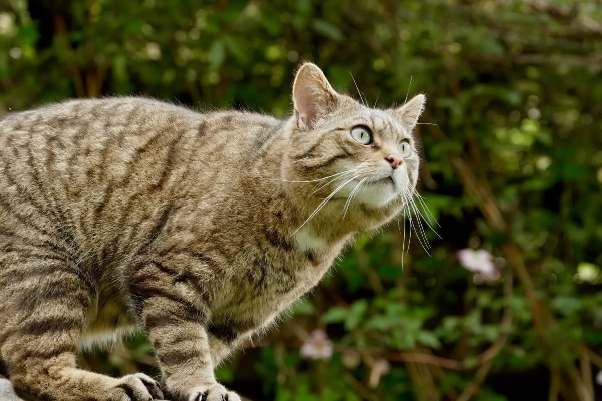 A Century After Vanishing, European Wildcats Are Quietly Back