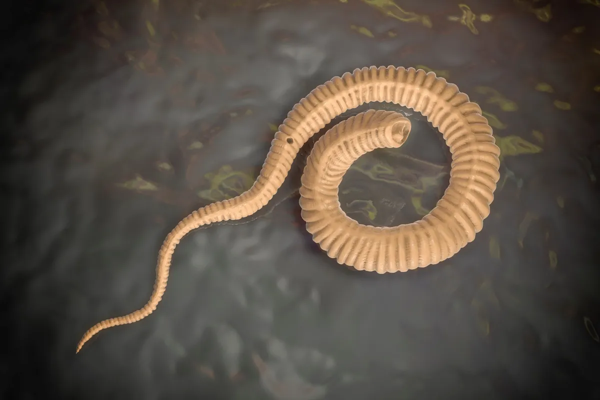Guinea worm nears eradication, may be second human disease wiped out after smallpox