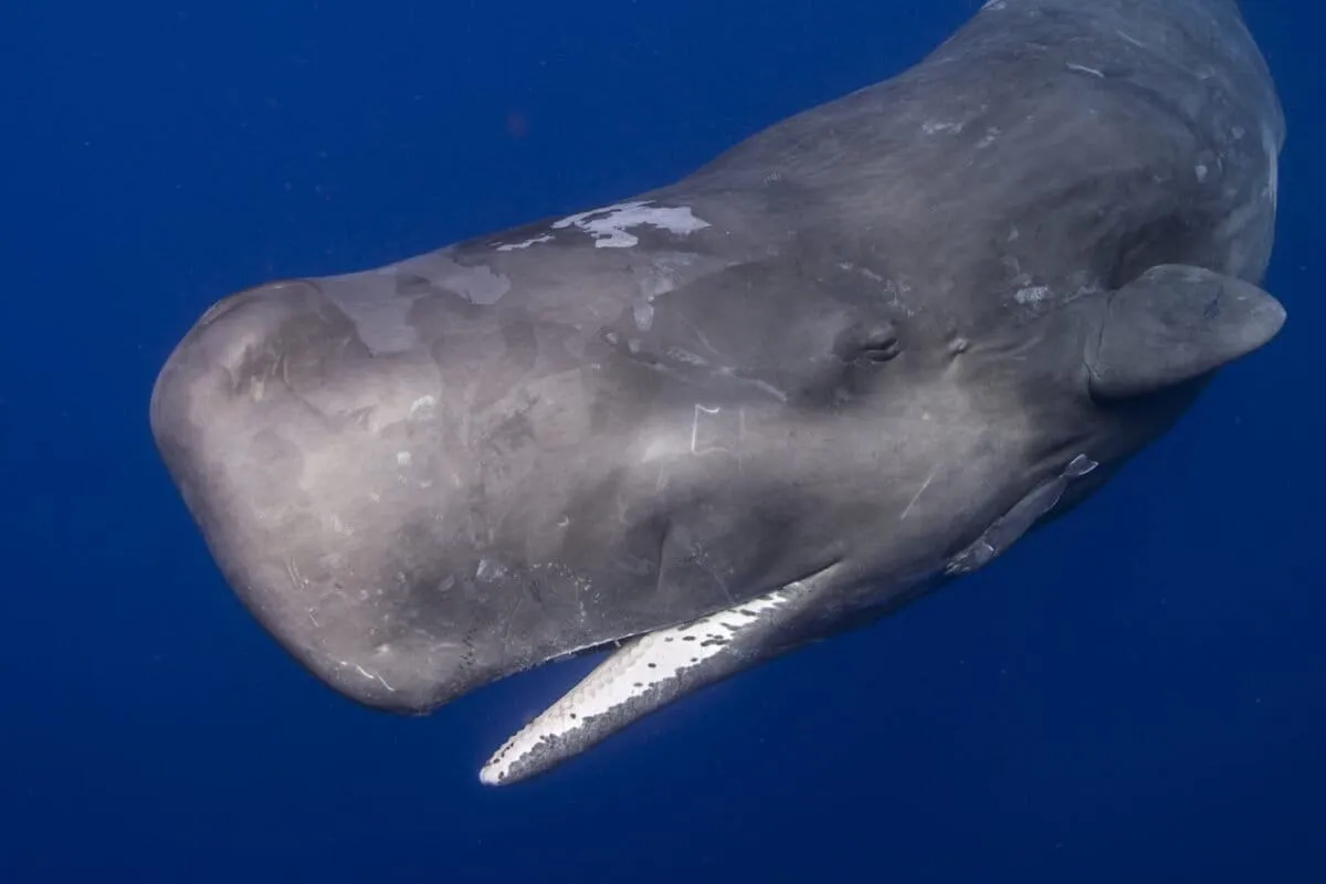 Azores Parliament votes to keep fishing out of its protected marine zones