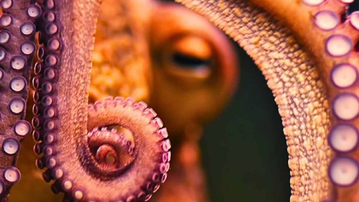 Intelligent 'krakens' really did rule the seas 100 million years ago