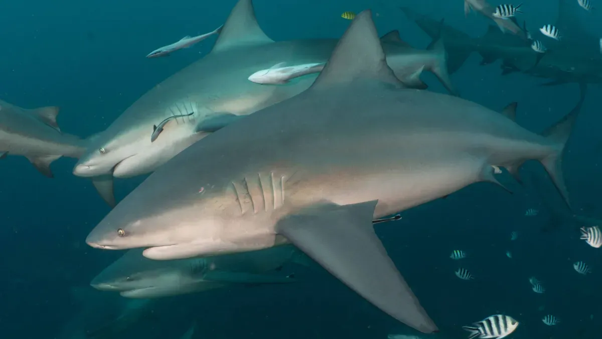 Bull sharks actually make friends, and they prefer to hang out with females