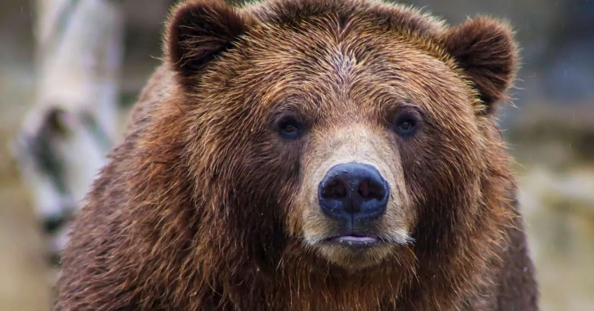 Facial Recognition Shatters the Mystery of Deadly Bear Attacks