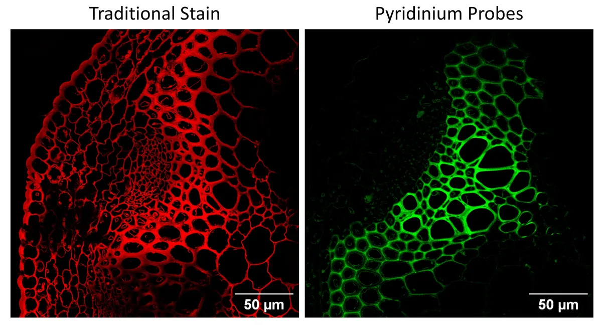 Fluorescent probes offer sharper view of plant tissues