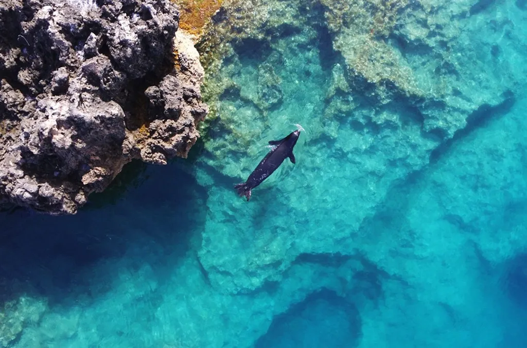 Hidden ‘bubble cave’ may help world’s rarest seal steer clear of humans: Study