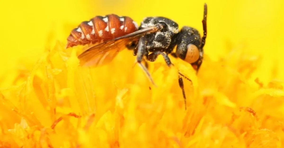 Scientists discover some bees have tiny magnetic, internal compasses helping them navigate the world